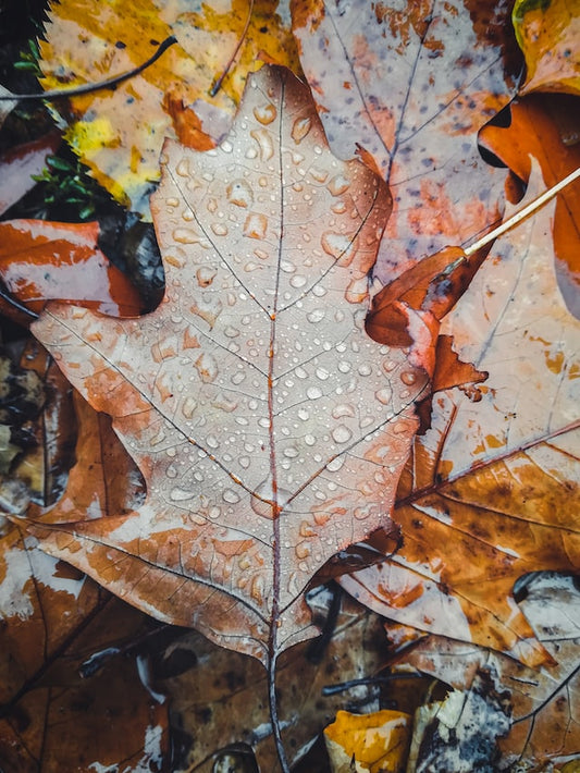 The smell of Autumn arriving