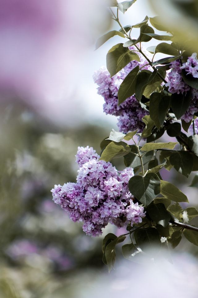 Lilac scented candles