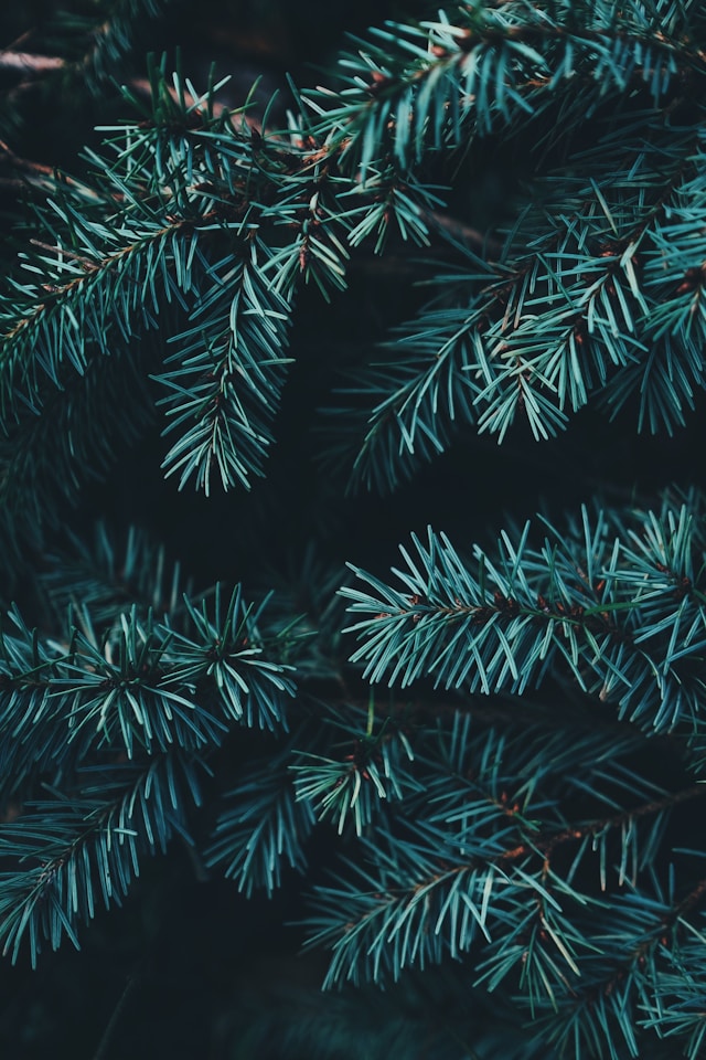 A Mindful Christmas Reflection : Your Invitation To a Calm and Joyful Advent